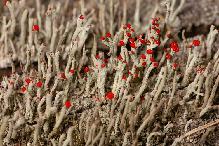 Cladonia macilenta.