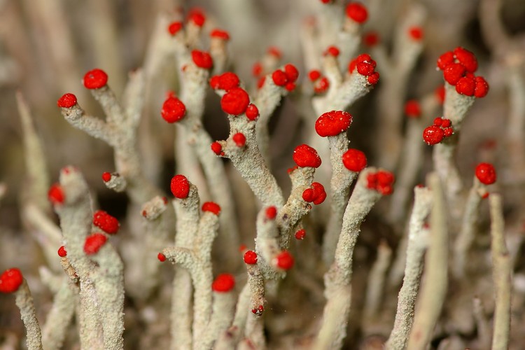 Cladonia macilenta.