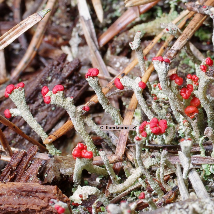 Cladonia macilenta.