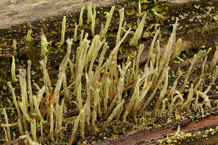 Cladonia ochrochlora.