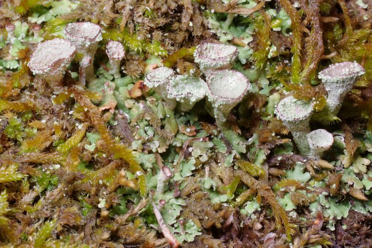 Cladonia pocillum.