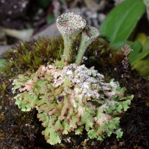 Cladonia pocillum.