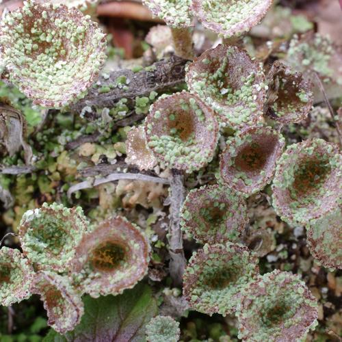 Cladonia pocillum.