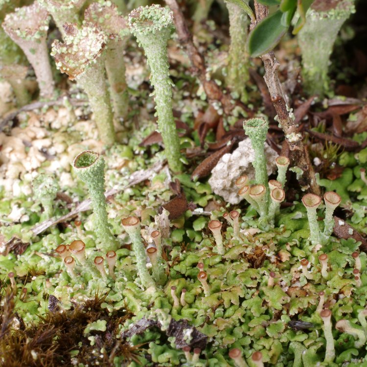 Cladonia pocillum.