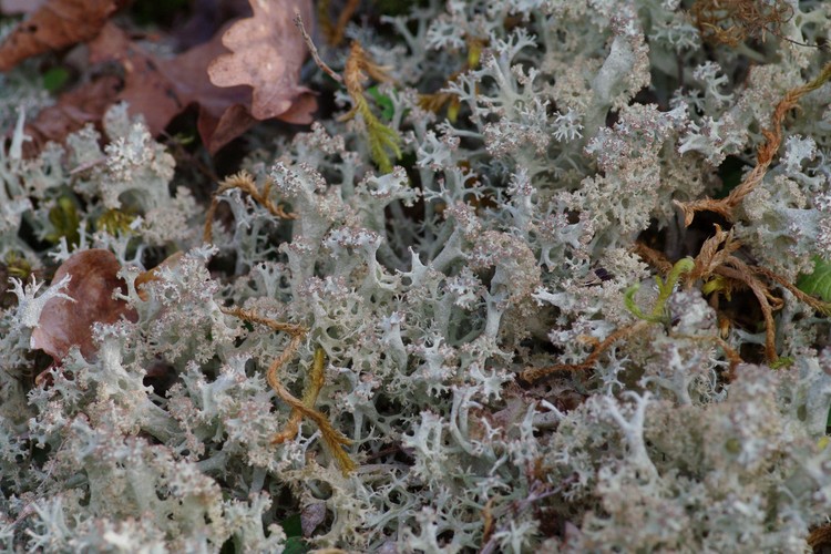 Cladonia portentosa.