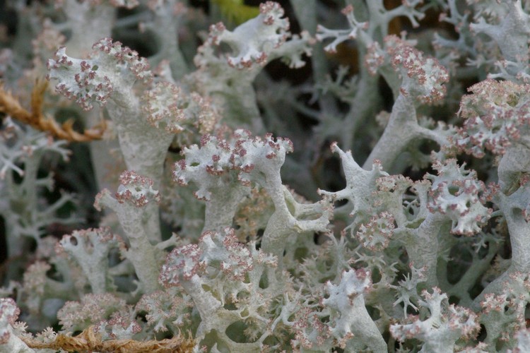 Cladonia portentosa.