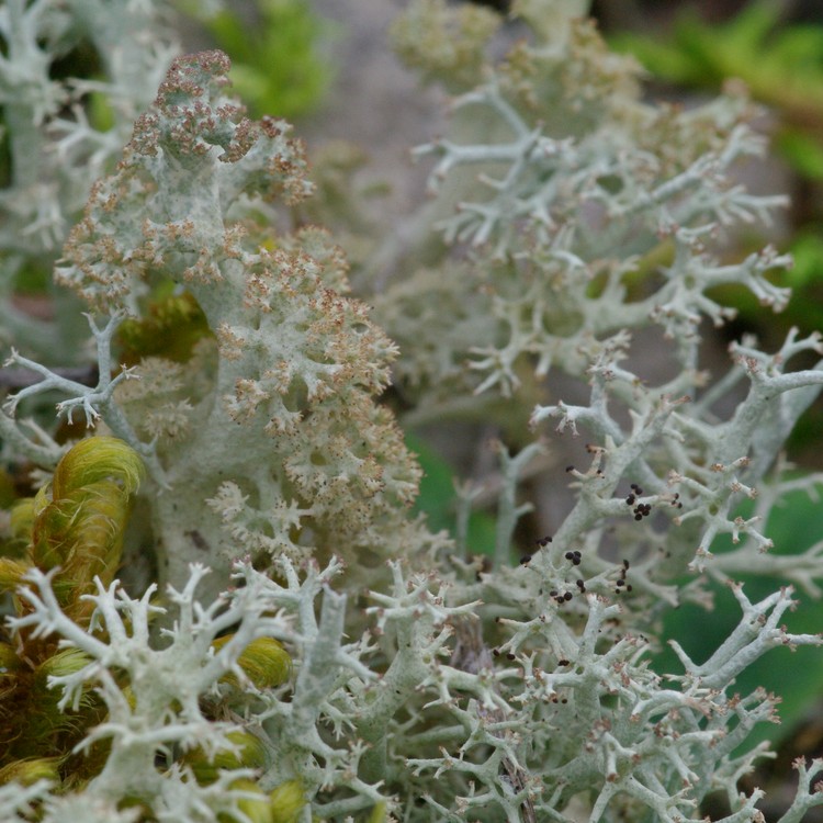 Cladonia portentosa.