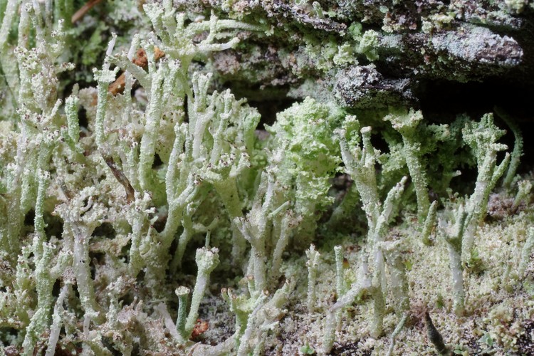 Cladonia ramulosa.