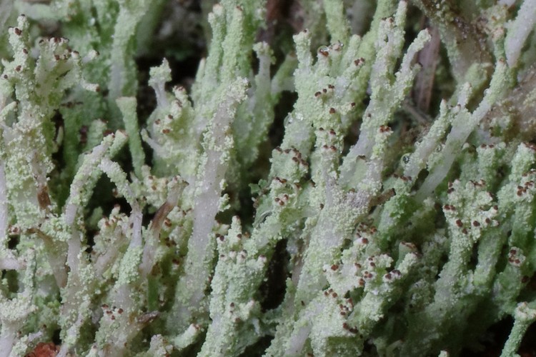 Cladonia ramulosa.