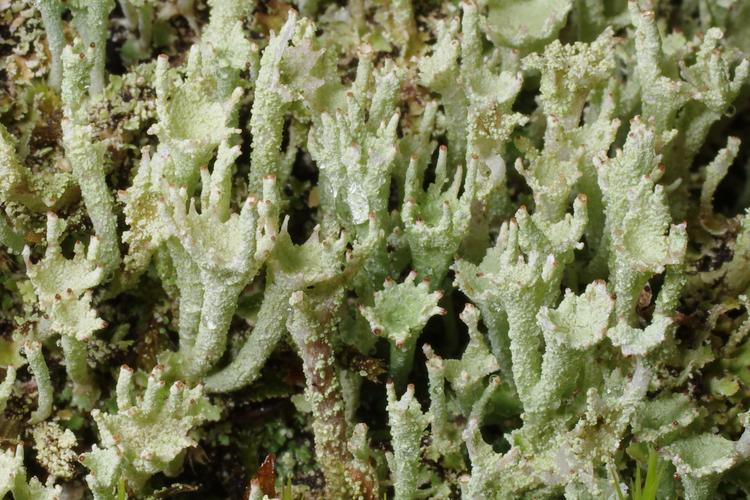 Cladonia ramulosa.