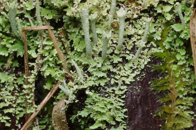 Cladonia ramulosa.