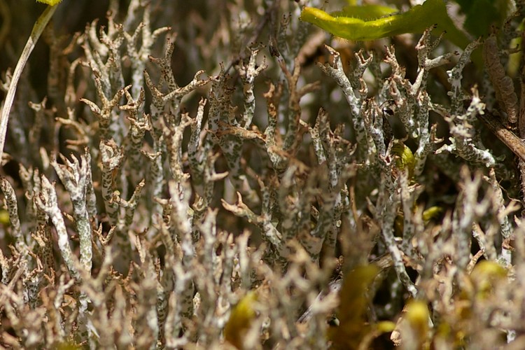 Cladonia rangiformis.