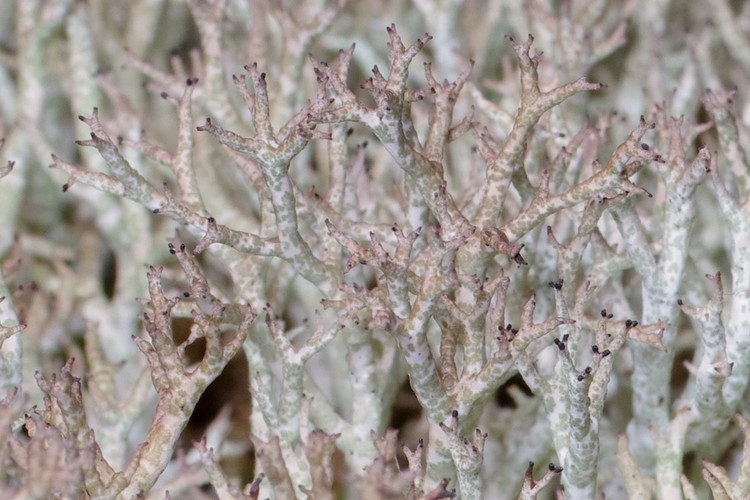 Cladonia rangiformis.