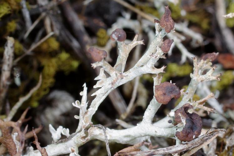 Cladonia rangiformis.