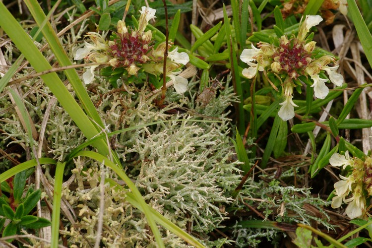 Cladonia rangiformis.