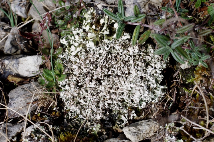 Cladonia symphycarpia.