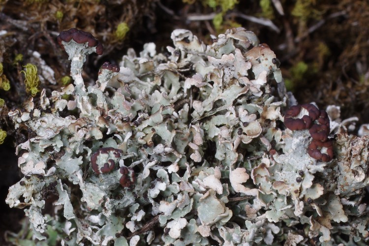 Cladonia symphycarpia.