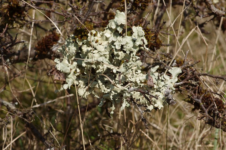 Flavoparmelia caperata.