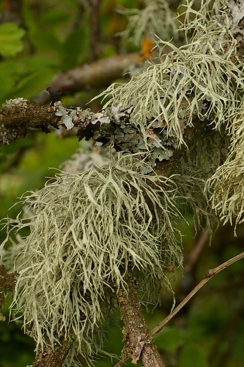 Ramalina farinacea.