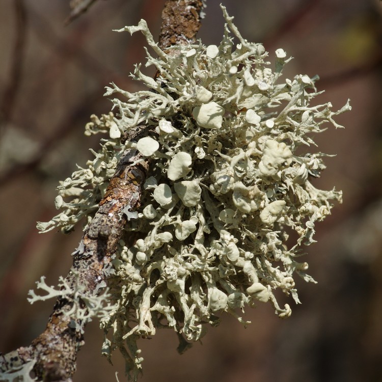 Ramalina fastigiata.