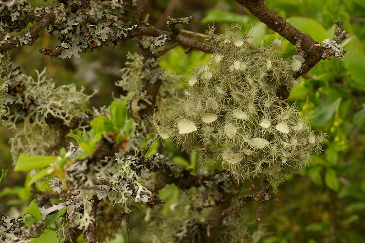 Usnea florida.