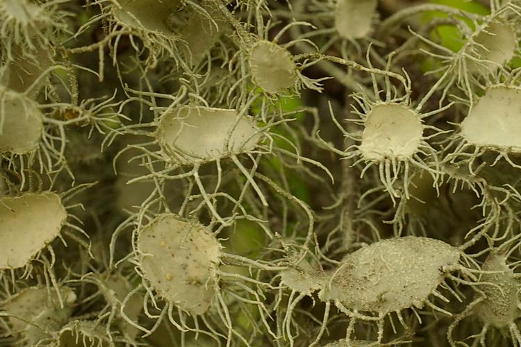 Usnea florida.