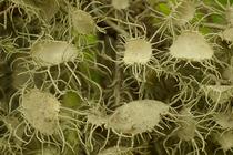 Usnea florida