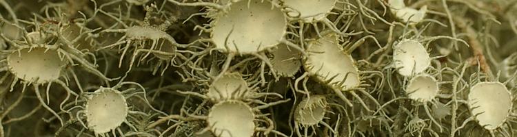 Usnea florida.