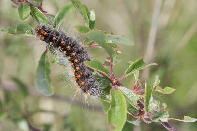 Acronicta auricoma.