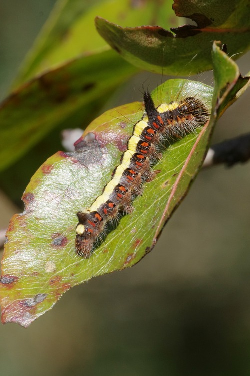 Acronicta psi.