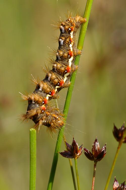 Acronicta rumicis.