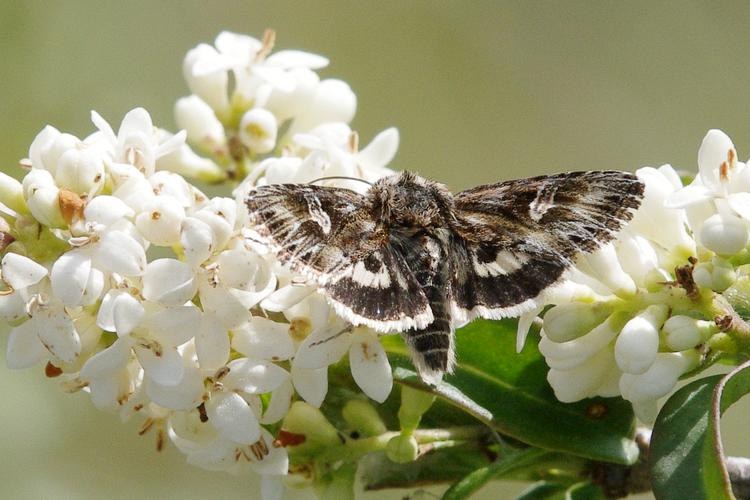 Actinotia radiosa.