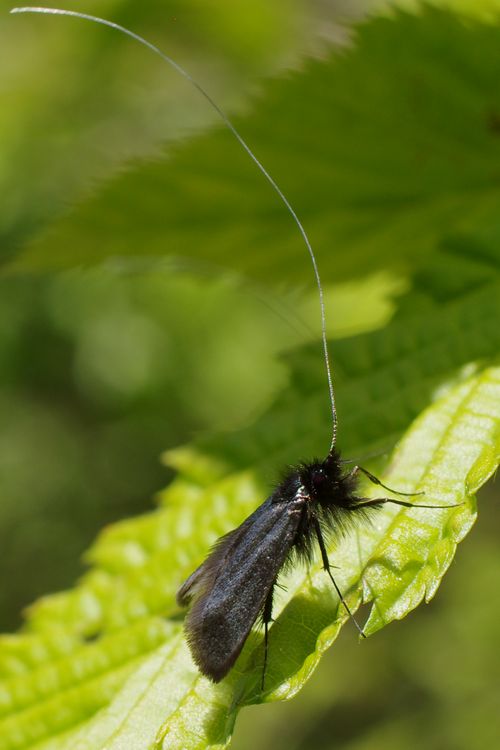 Adela reaumurella.