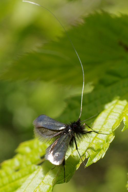 Adela reaumurella.