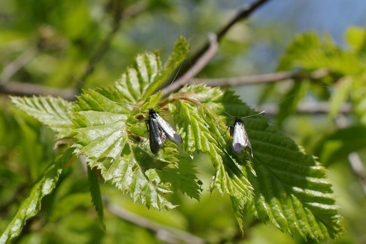 Adela reaumurella.