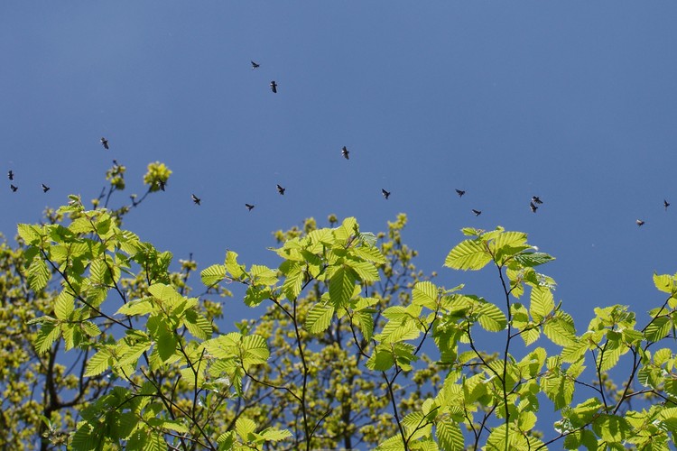 Adela reaumurella.