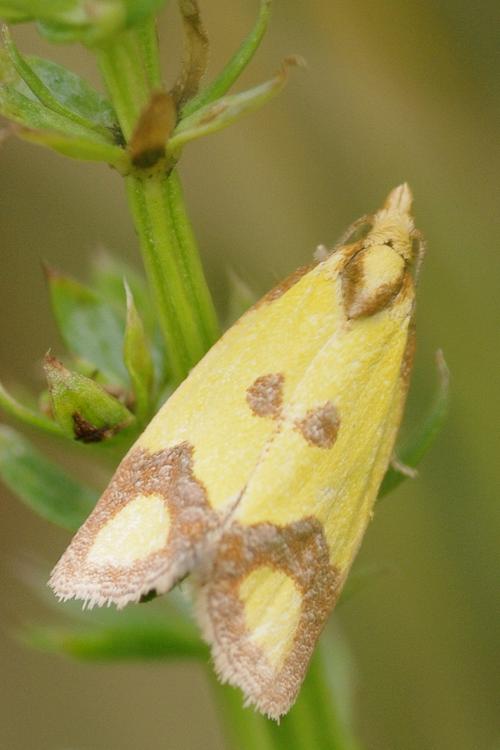 Agapeta zoegana.