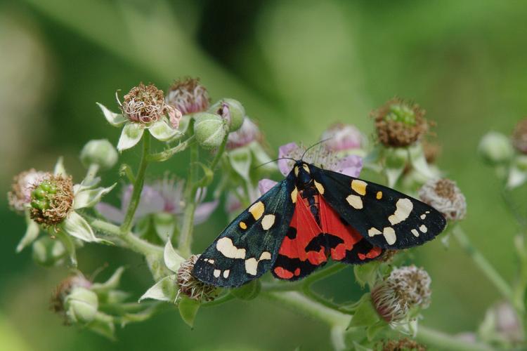 Callimorpha dominula.