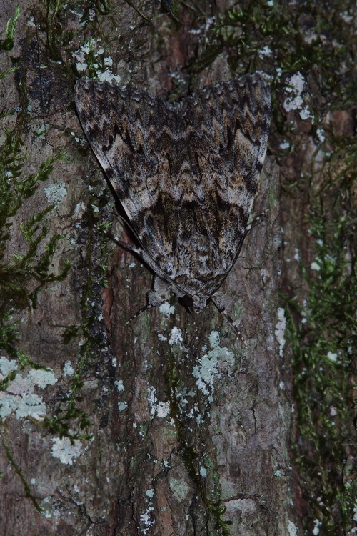 Catocala promissa.