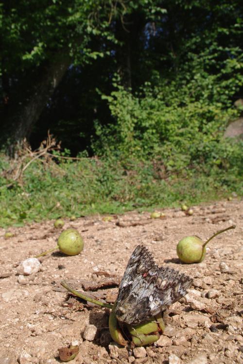 Pyrus pyraster.