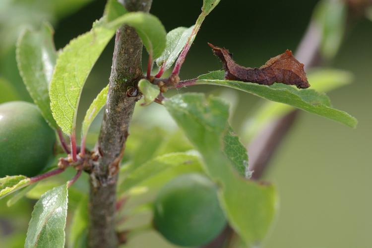 Cilix glaucata.