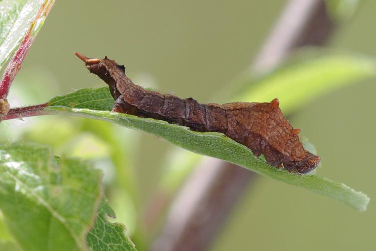 Cilix glaucata.