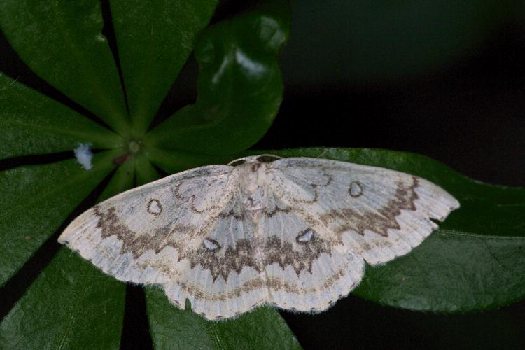 Cyclophora annularia.