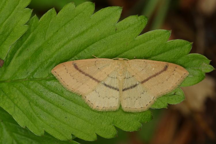 Cyclophora linearia.