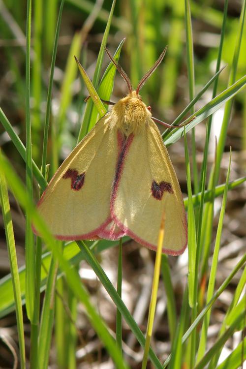 Diacrisia sannio.