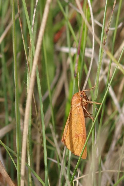 Diacrisia sannio.