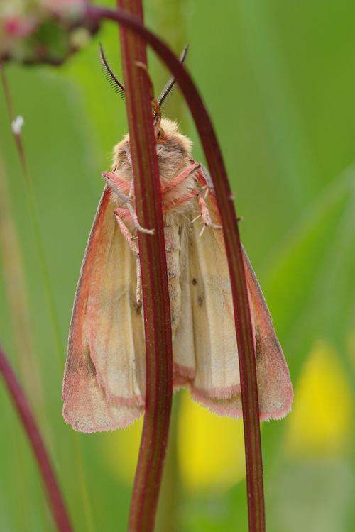 Diacrisia sannio.