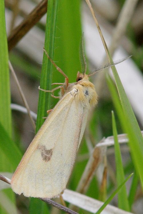 Diacrisia sannio.