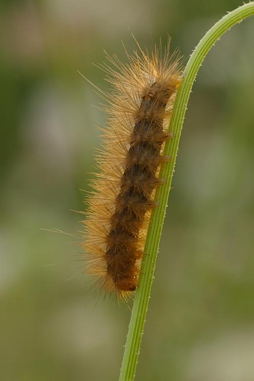 Diaphora mendica.