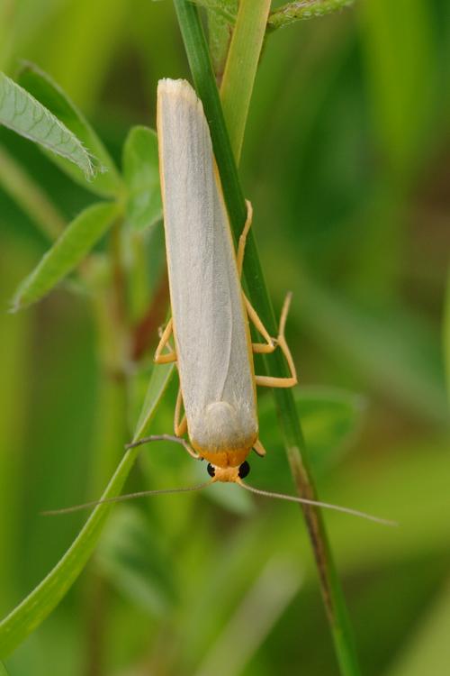 Eilema complana.